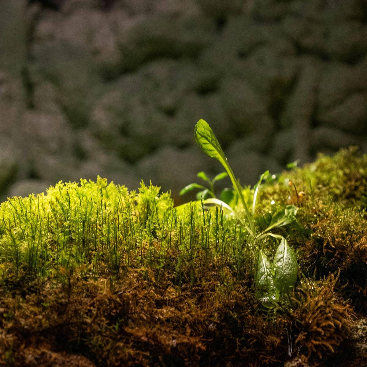 ウイスキー蒸留所は木造と親和性が高い用途なのか