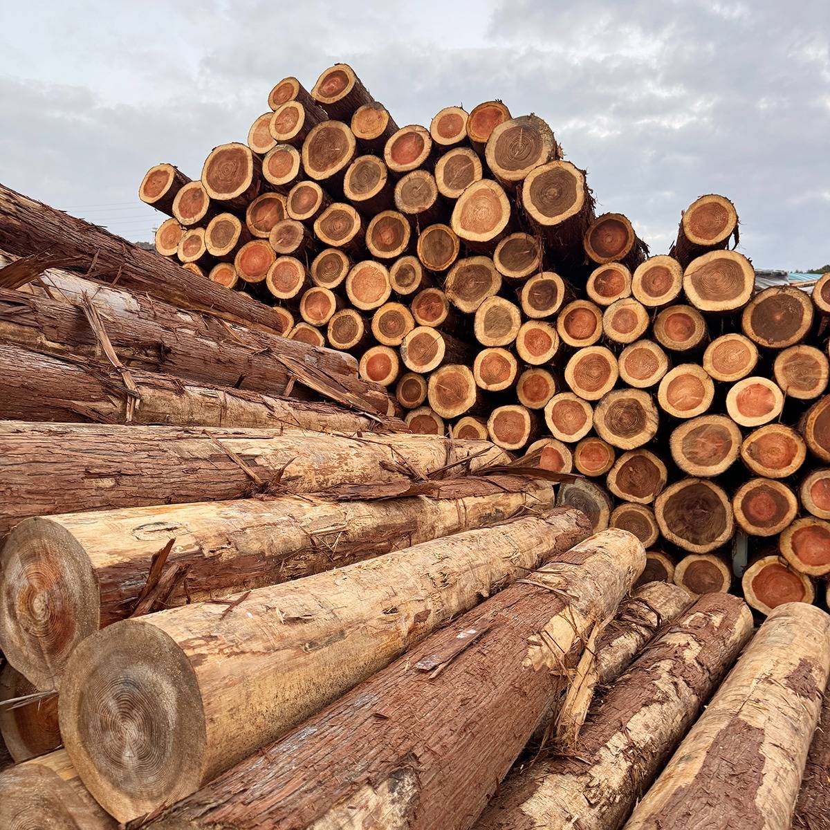 木造蒸留施設プロジェクトの概要